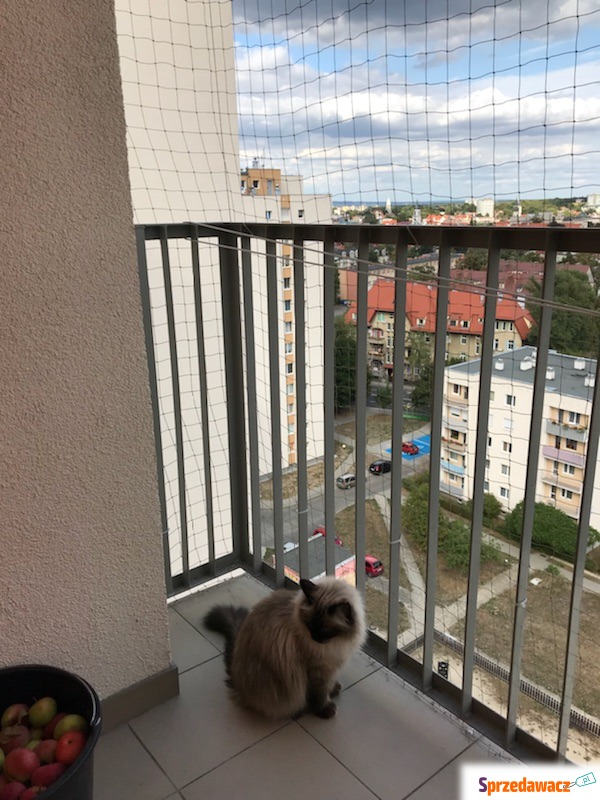 Siatka dla kota, siatka na balkon - Pozostałe usługi - Zielona Góra