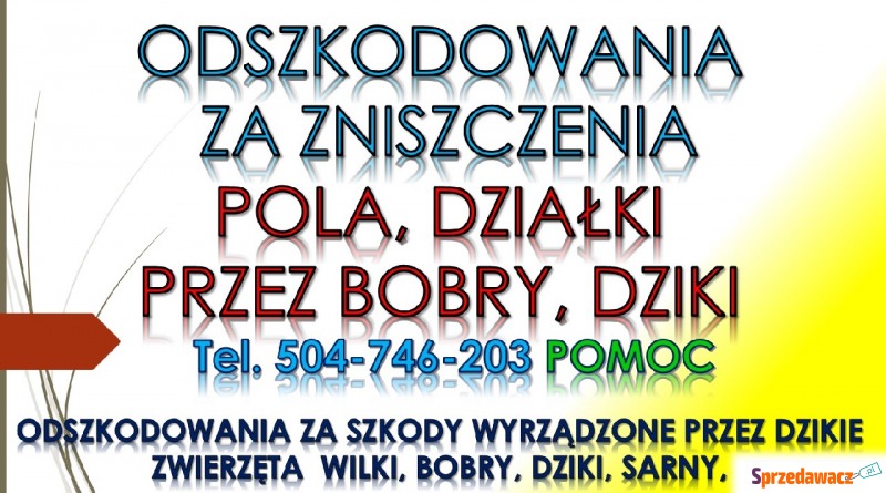 Odszkodowania za szkody wyrządzone przez dzikie... - Usługi prawne - Wrocław